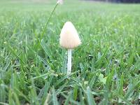 Conocybe apala image