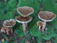 Amanita rubescens image