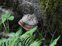 Fomitopsis pinicola image