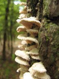 Schizophyllum commune image