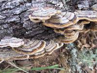 Trametes versicolor image