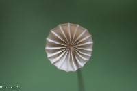 Marasmius siccus image