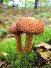 Suillus pictus image