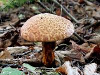 Suillus pictus image