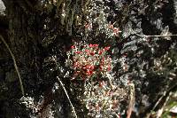 Cladonia macilenta image