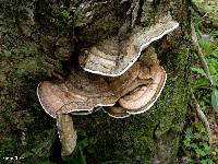 Ganoderma applanatum image