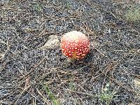 Amanita muscaria image