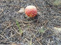 Amanita muscaria image