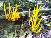 Clavulinopsis fusiformis image