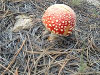 Amanita muscaria image