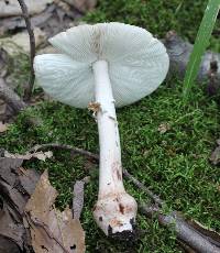 Amanita rubescens image