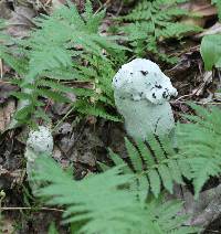 Image of Hypomyces hyalinus