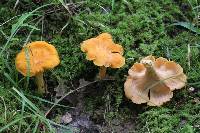 Cantharellus lateritius image