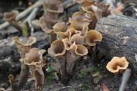 Craterellus cornucopioides image