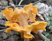 Cantharellus lateritius image