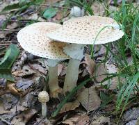 Amanita rubescens image