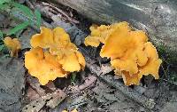 Cantharellus lateritius image