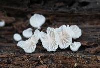 Image of Marasmius candidus