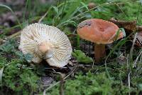 Lactarius hygrophoroides image