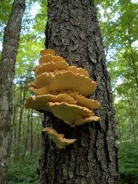 Laetiporus sulphureus image