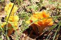 Cantharellus lateritius image