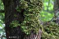 Lobaria pulmonaria image