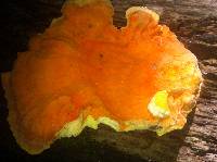 Laetiporus sulphureus image