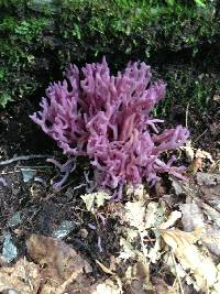 Clavaria zollingeri image