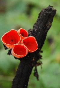 Sarcoscypha coccinea image