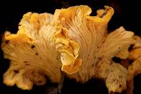 Cantharellus californicus image