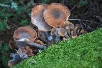 Armillaria mellea image