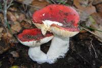 Russula silvicola image