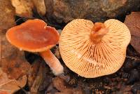 Lactarius rubidus image