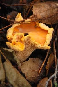 Cantharellus californicus image