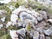 Trametes versicolor image