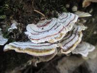 Trametes versicolor image