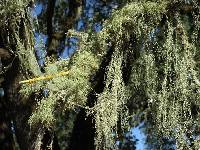 Ramalina menziesii image