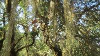 Ramalina menziesii image