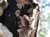Trametes versicolor image