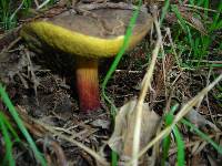 Boletus chrysenteron image