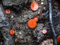 Scutellinia scutellata image
