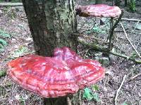 Ganoderma tsugae image