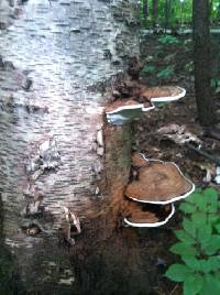 Ganoderma applanatum image