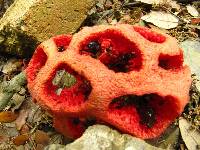 Clathrus ruber image