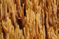 Ramaria stricta image