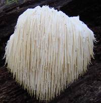 Hericium erinaceus image