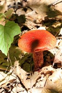 Boletellus russellii image