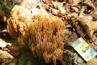 Ramaria stricta image