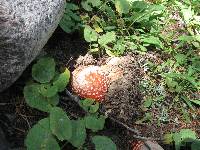 Amanita muscaria image