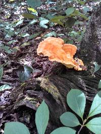 Laetiporus sulphureus image